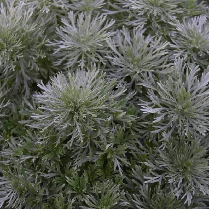 Artemisia schmidtiana 'Nana' ---